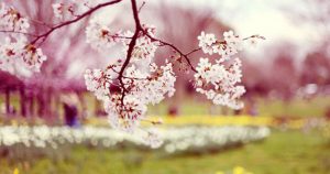Spring cleaning for businesses and offices with our cleaning services