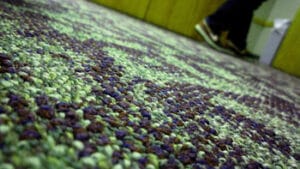 Carpet Shampooing